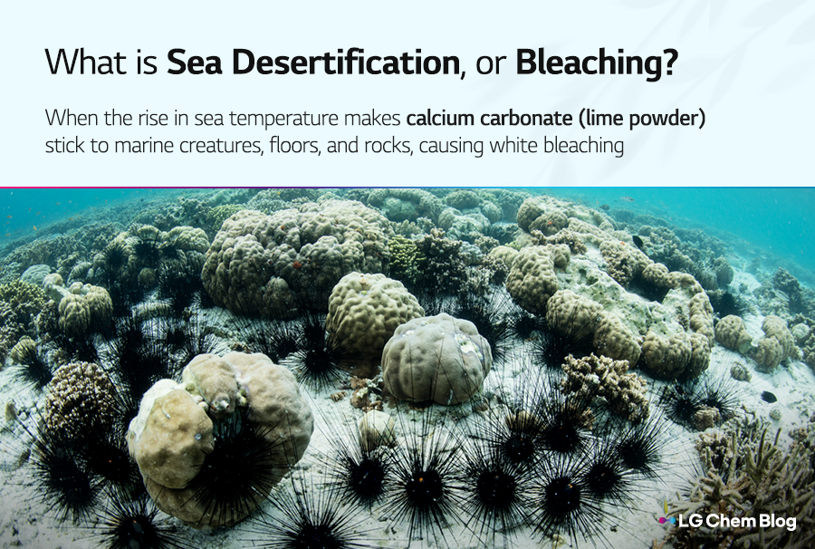 What is Sea Desertification or Bleaching?