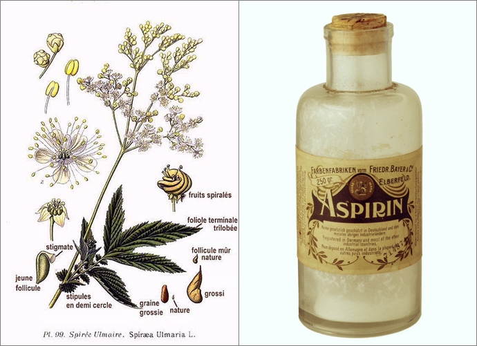 (좌)아스피린의 원료인 Spiraea Ulmaria 나무, (우) 초기에 출시된 가루 형태의 아스피린