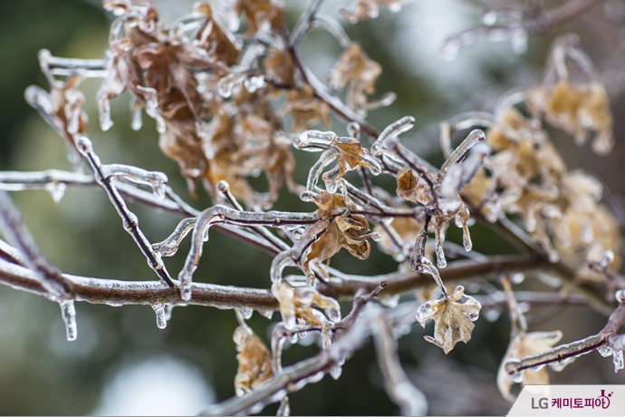나뭇가지에 얼었던 얼음이 놓고 있다.
