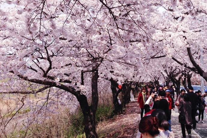 여의도 봄꽃 축제
