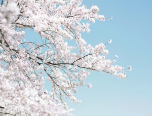 봄나들이 필수 코스, 전국 벚꽃축제 시즌 총정리!