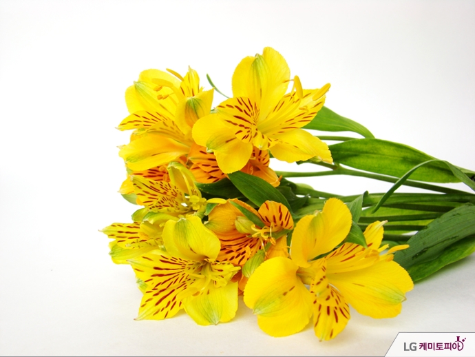 노란색 알스트로메리아 꽃다발