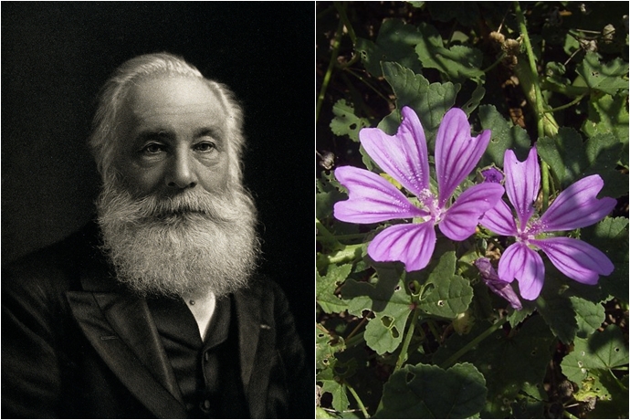 (좌) 윌리엄 퍼킨, (우) 모브 명칭의 유래가 된 보라색 꽃