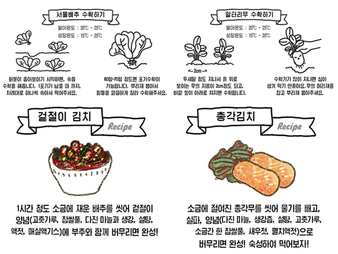 서울배추와 알타리무 수확 방법과 겉절이 김치, 총각 김치 레시피