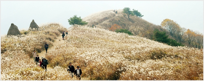 민둥산 억새밭 전경ⓒ정선민둥산억새축제 홈페이지