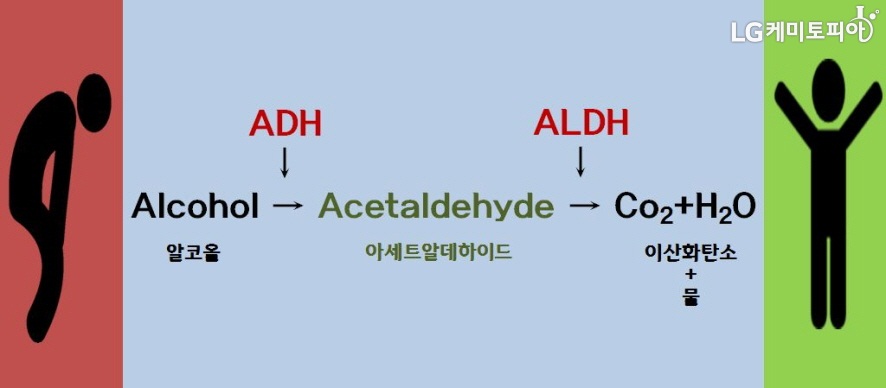 알코올 분해 과정, Alcohol(알코올)이 ADH에 의해 Acetaldehyde(아세트알데하이드)로 변하고, ALDH에 의해 이산화탄소(CO2)와 물(H20)로 변환된다.