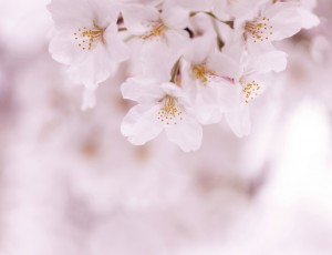 화창한 봄, 개화지도 따라 벚꽃축제 갈까요?