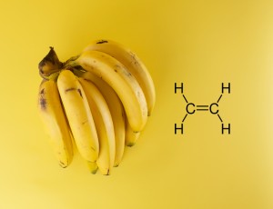 요즘 대세 ‘바나나’에서 찾아본 화학 이야기