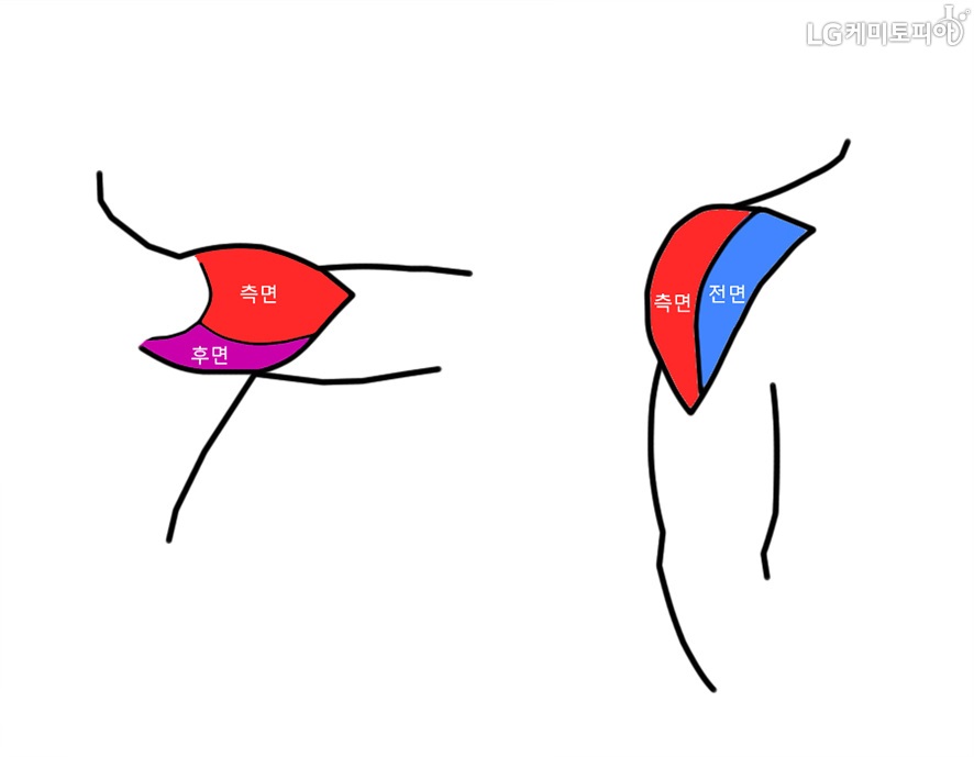 어깨의 삼각근을 만화로 그린 그림. 어깨근육의 측면과 후면, 전면과 측면을 보여주고 있다.