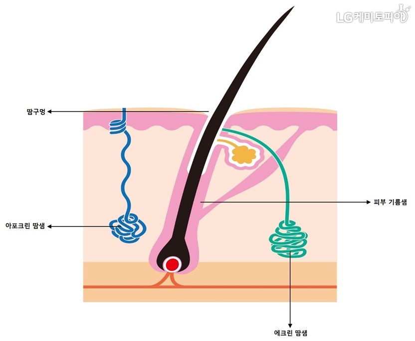 피부 내부 조직도. 피부는 땀구멍과, 에크린 땀샘, 아포크린 땀샘, 그리고 피부기름샘으로 이루어져 있다. 
