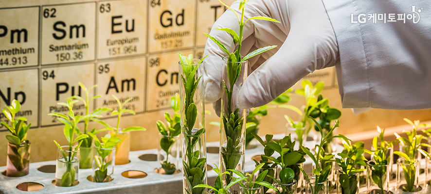 실험용 흰고무 장갑을 낀 손으로 실험용 비커에 꽂혀있는 푸른색 식물을 만지고 있다.