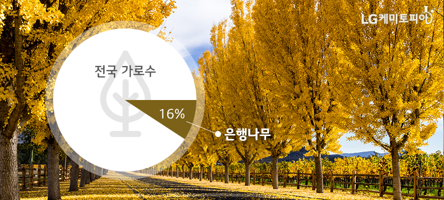 전국 가로수 중 은행나무가 16%이다. 사진은 노란 은행나무 가로수 길.
