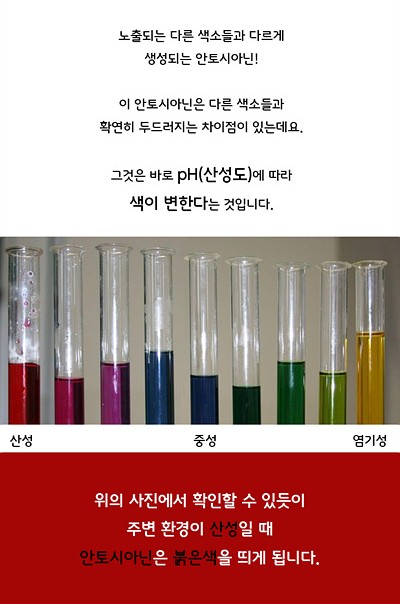 노출되는 다른 색소들과 다르게 생성되는 안토시아닌! 이 안토시아닌은 다른 색소들과 확연히 두드러지는 차이점이 있는데요. 그것은 바로 pH(산성도)에 따라 색이 변한다는 것입니다. 위의 사진에서 확인할 수 있듯이 주변 환경이 산성일 때 안토시아닌은 붉은색을 띄게 됩니다.
