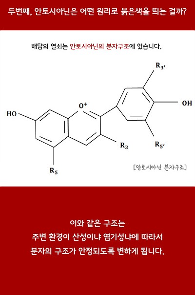 두번째, 안토시아닌은 어떤 원리로 붉은색을 띄는 걸까? 해답의 열쇠는 안토시아닌의 분자구조에 있습니다. 이와 같은 구조는 주변 환경이 산성이냐 염기성이냐에 따라서 분자의 구조가 안정되도록 변하게 됩니다.
