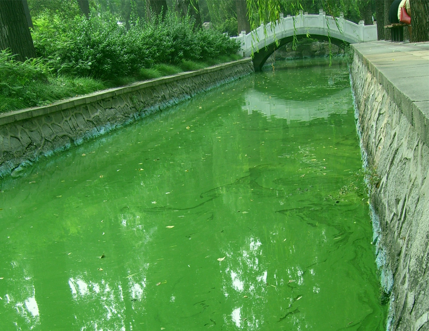 녹조현상으로 보이는 녹색빛이 도는 하천 물이 물이 보인다.