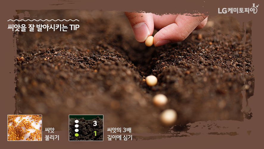 씨앗을 잘 발아시키는 Tip-1.씨앗 불리기,2.씨앗의 3배 깊이에 심기