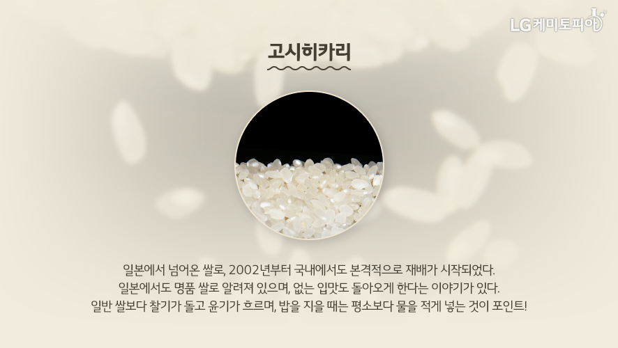 고시히카리 - 일본에서 넘어온 쌀로, 2002년부터 국내에서도 본격적으로 재배가 시작되었다. 일본에서도 명품 쌀로 알려져 있으며, 없는 입맛도 돌아오게 한다는 이야기가 있다. 일반 쌀보다 찰기가 돌고 윤기가 흐르며, ㅏㅂ을 지을 때는 평소보다 물을 적게 넣는 것이 포인트!