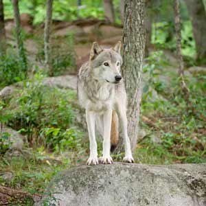 옐로스톤 국립공원과<br> 늑대 생태계