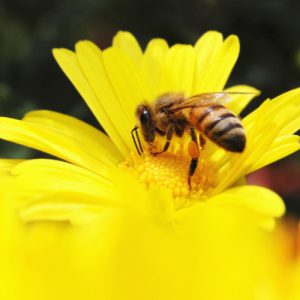 꿀벌은 어떻게 업무를 분담할까?