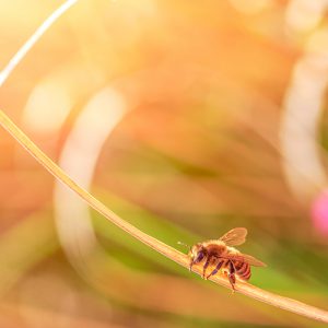 꿀벌이 사라진다면 인류는 멸망할 것이다?
