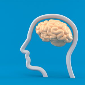 뇌 기억 저장소 ‘해마’는 스트레스에 약하다?
