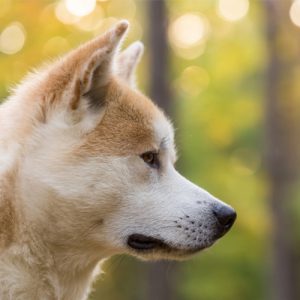 개 후각이 폐암을 조기 발견할 수 있다?