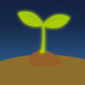 평생 스스로 빛을 내는 식물이 있다?